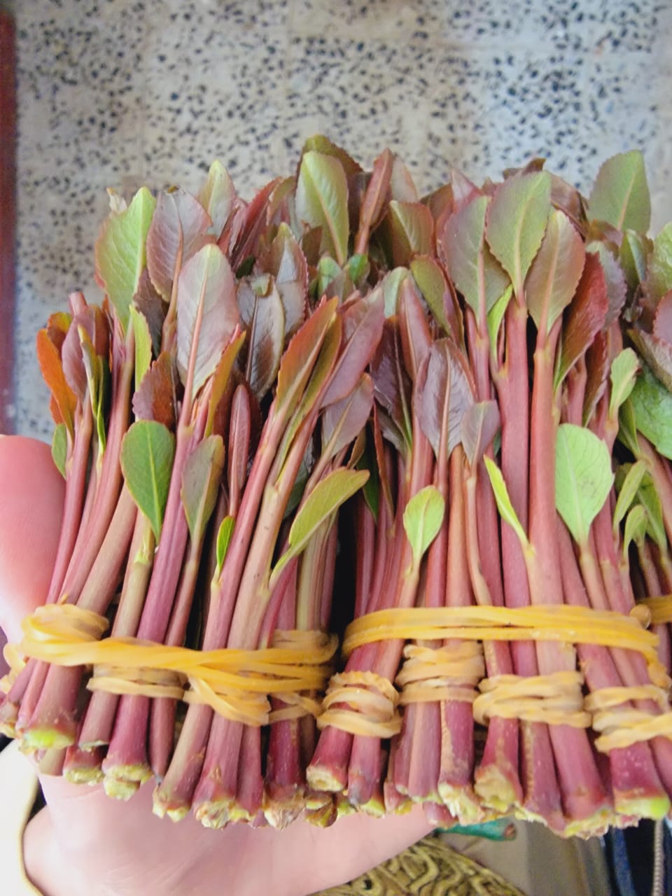 قات الدواسر